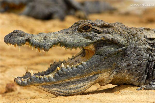  p>尼罗鳄(学名: i>crocodylus niloticus /i>),是非洲最大的鳄鱼和最