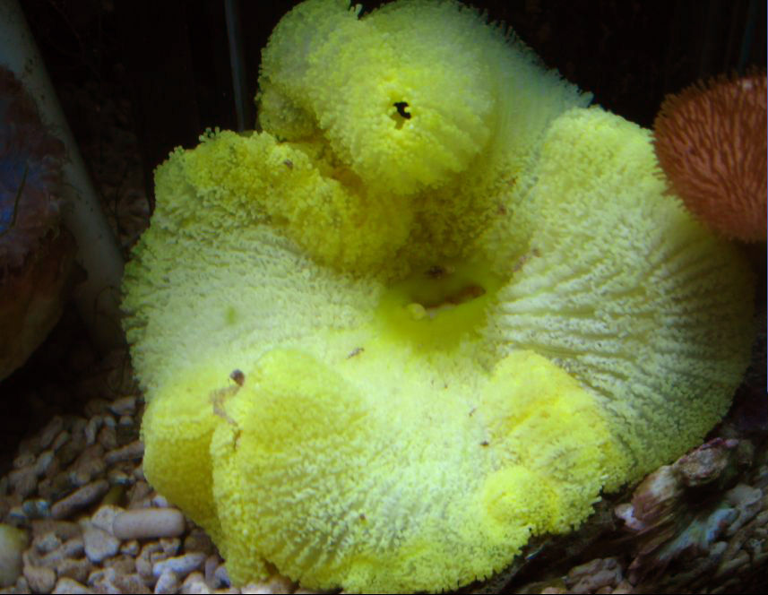  p>海绵动物是对一类多孔滤食性生物体的统称,起源于5.