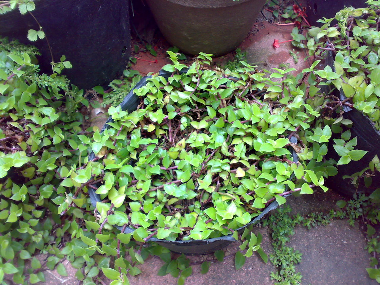  p>铺地锦竹草(学名: i>callisia /i>  i>repens /i> (jacq.) l.