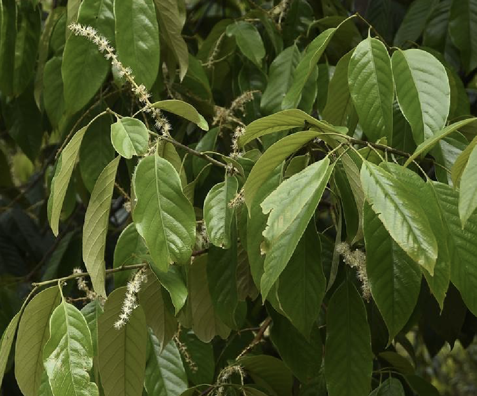  p>鹿角锥(学名: i>castanopsis lamontii /i> hance)是壳斗科锥属