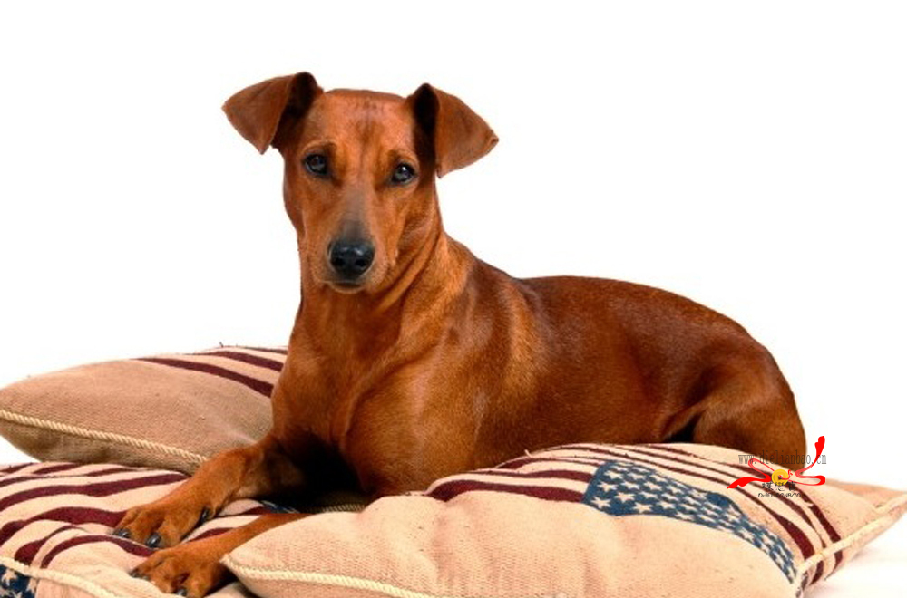  p>德国宾莎犬具有非常发达的感受力,聪明,具有接受