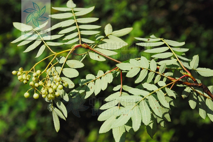  p>湖北花楸(学名:sorbus hupehensis c. k. schneid.