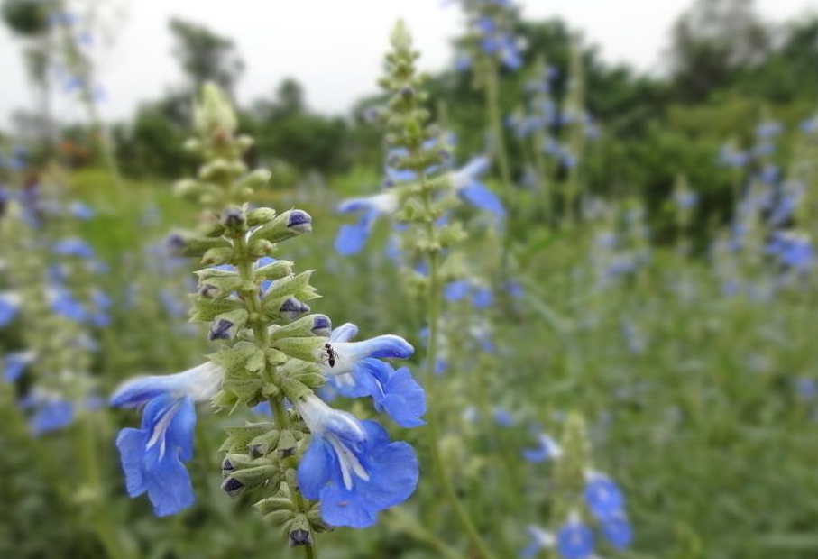  p> a href="#" data-lemmaid="3514470">多年生草本 /a>;根肥厚,朱