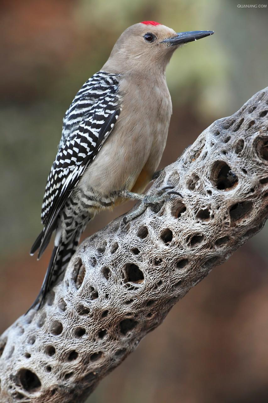  p>吉拉啄木鸟是属 a href="#">鴷形目 /a> a href="#" data-lemmaid=