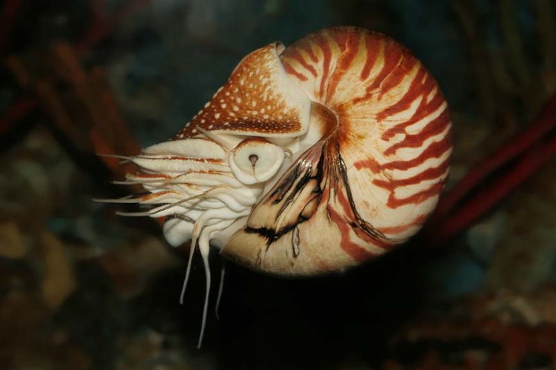  p>鹦鹉螺(学名:nautiloidea):是头足纲,鹦鹉螺科的海洋 a href="#">