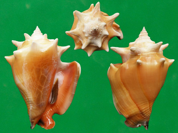  p>金拳凤凰螺(学名: i>strombus pugilis /i>)雌雄异体.