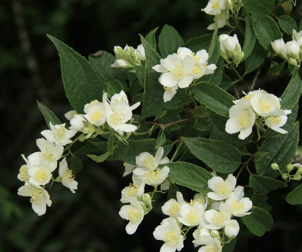 名: i>philadelphus sericanthus /i> koehne)是虎耳草科山梅花属植物