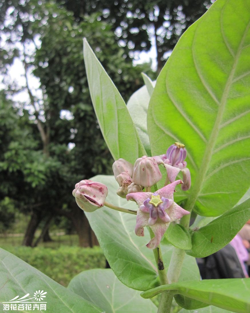  p>牛角瓜属(学名:calotropis r.
