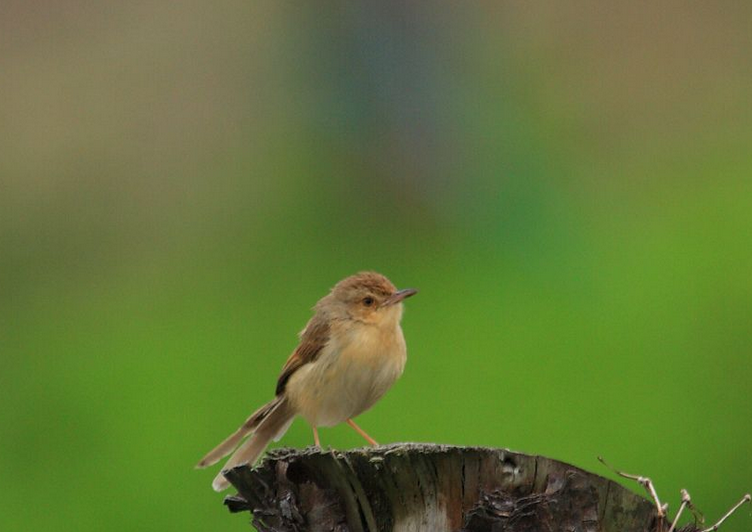  p>芦蝈蝈学名大苇莺,俗称大苇扎,苇串儿及芦蝈蝈.