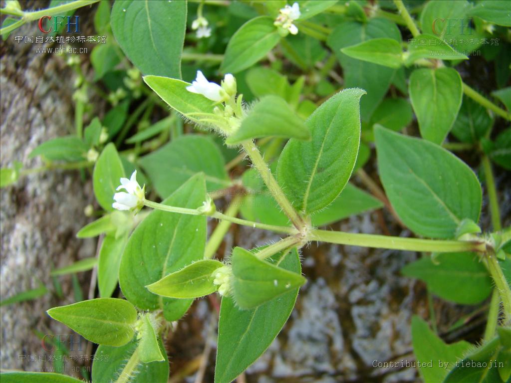  p>新耳草属分布于热带亚洲和大洋洲,属于披散草本,分枝多,节间生根