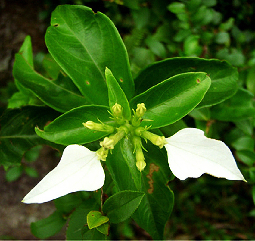  p data-id="go05e8w3jc">甘藤又叫甜藤(《嘉》),感藤.