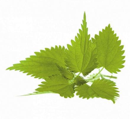 荨（荨麻科荨麻属植物）_百度百科