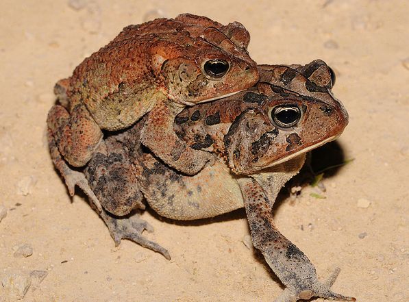  p>美国南部蟾蜍(学名: i>bofo terrestris /i>)体型短粗,背面皮肤上