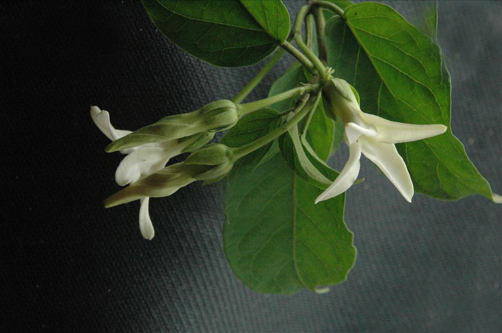  p>黑鳗藤(学名: i>stephanotis mucronata /i> (blanco) merr.
