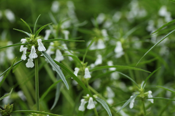  p>蜂巢草(学名, i>leucas aspera /i>)为唇形科绣球防风属下的一个种