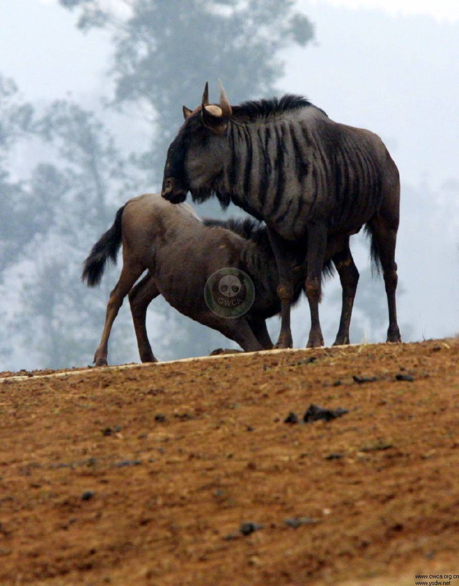  p>动物(animal)是生物的一个种类.