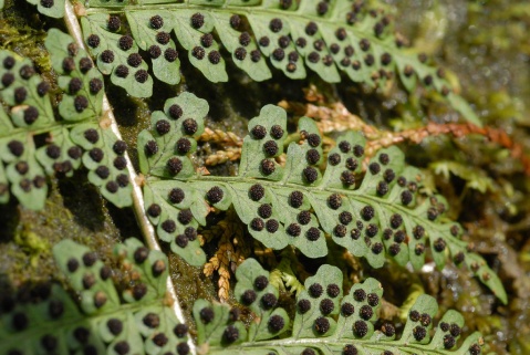  p>鱼鳞蕨植株高常1m以上.