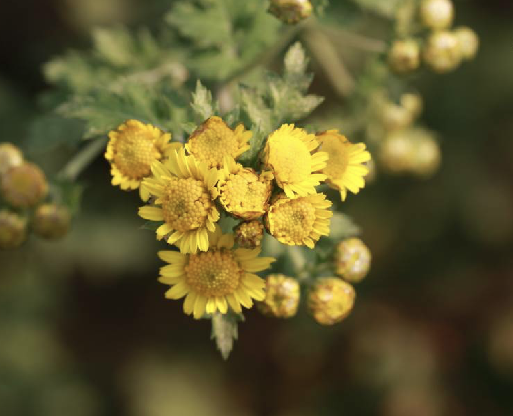  p>野菊花(学名: i>chrysanthemum /i>  i>indicum /i> l.