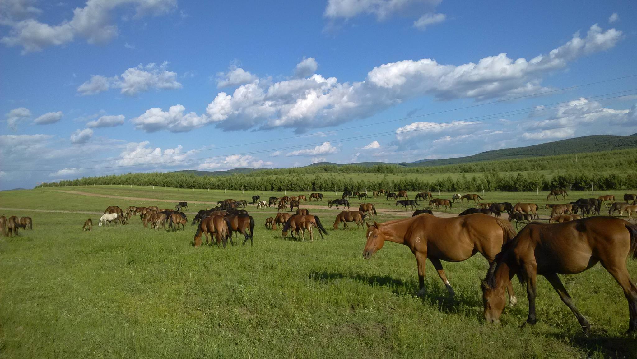 坝上草原木兰围场