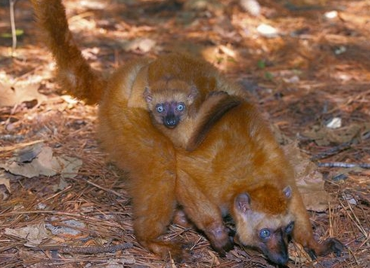  p>蓝眼黑美狐猴(学名: i>eulemur flavifrons /i>):曾经是 a href="