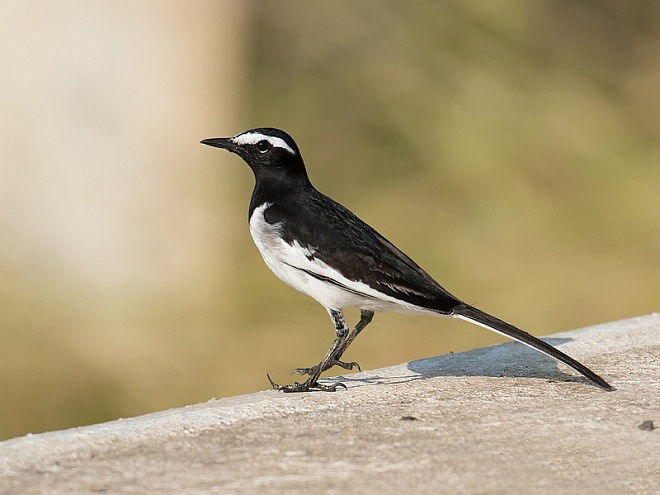  p>白眉鹡鸰(学名: i>motacilla maderaspatensis /i>):体长210-240