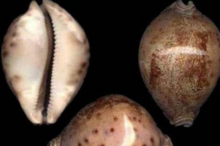  p>王子宝螺(学名:leporicypraea valentia valentia)是腹足纲宝螺科