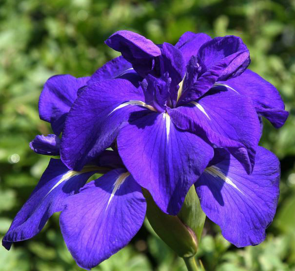  p>燕子花(学名: i>iris laevigata /i>  fisch.