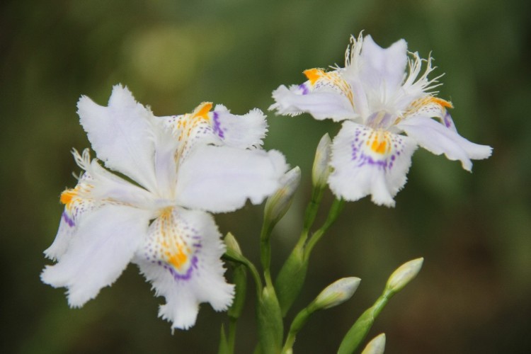 扇子花