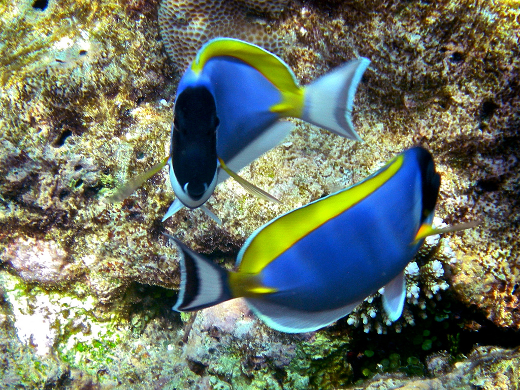 p>白胸刺尾鱼(学名:acanthurus leucosternon),形体椭圆, a href="#"