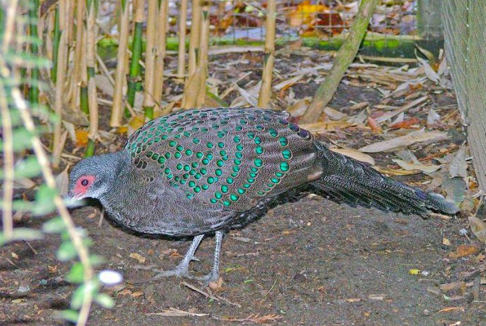  p>眼斑孔雀雉(polyplectron germaini),中等身形的雉.