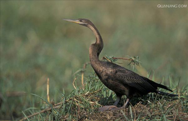 href="/item/水鸟/81986" data-lemmaid="81986">水鸟 /a>,颈细长如蛇