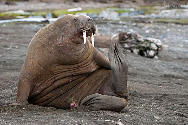 i>(linnaeus,1758), a target="_blank" href="/item/海象科/2081681"