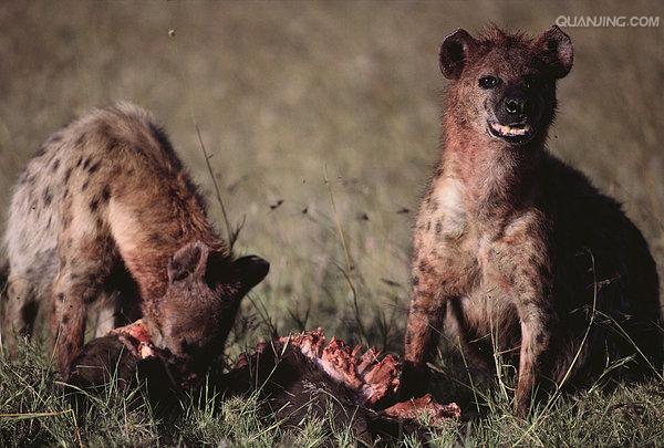  p>斑鬣狗(学名: i>crocuta crocuta /i>):又名斑点鬣狗,体长约95-160