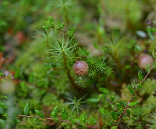  p>红莓苔子(学名: i>vaccinium oxycoccos /i> linn.