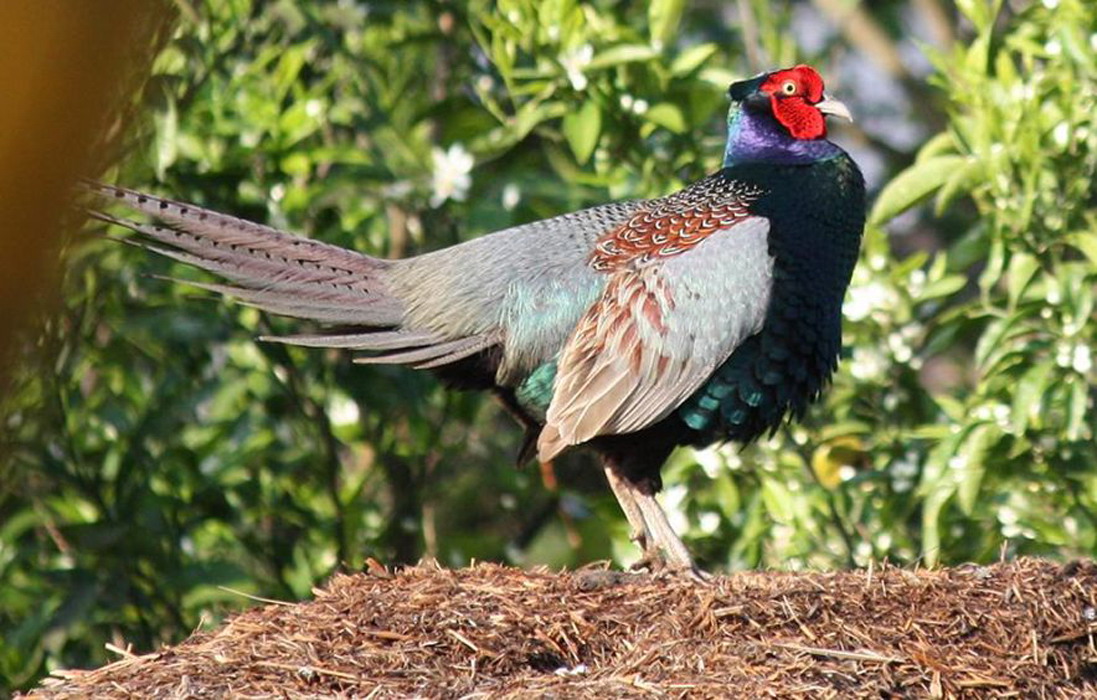  p>绿雉(学名: i>phasianus versicolor /i>)