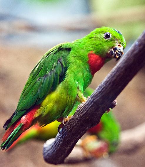 blue-crowned hanging-parrot