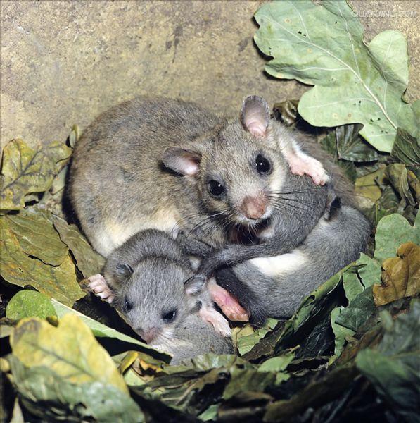  p>榛睡鼠, a href="#" data-lemmaid="8074290">学名 /a>为mus