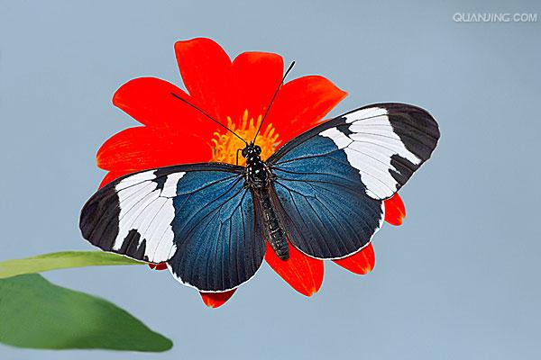  p>红带袖蝶 i>(学名:heliconius melpomene) /i>,又名红色邮差蝴蝶