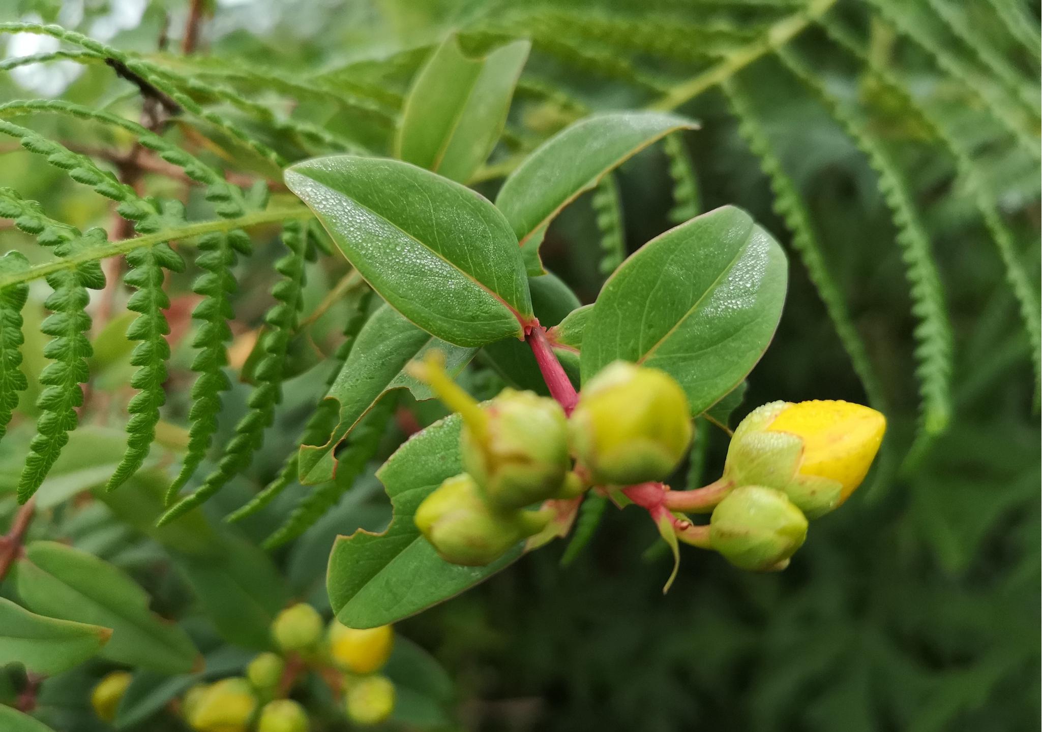  p>金丝梅(拉丁学名: i>hypericum patulum  /i>thunb.