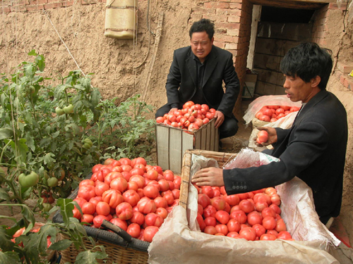 蠡县北埝乡李岗东村主要经营:果蔬农产品.作为经营村