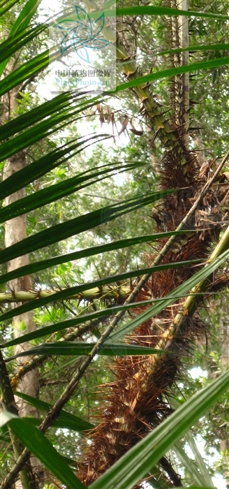  p>直立省藤(学名:calamus erectus roxb.