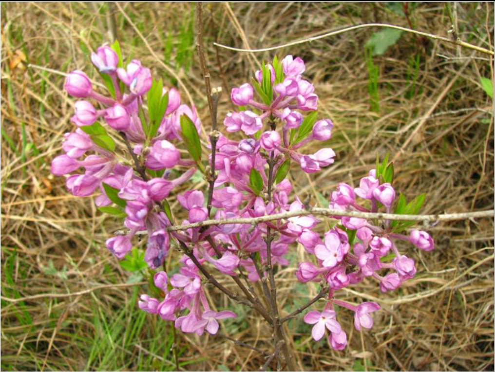  p>芫花,别名:药鱼草,老鼠花,闹鱼花,头痛花,闷头花,头痛皮,石棉皮,泡