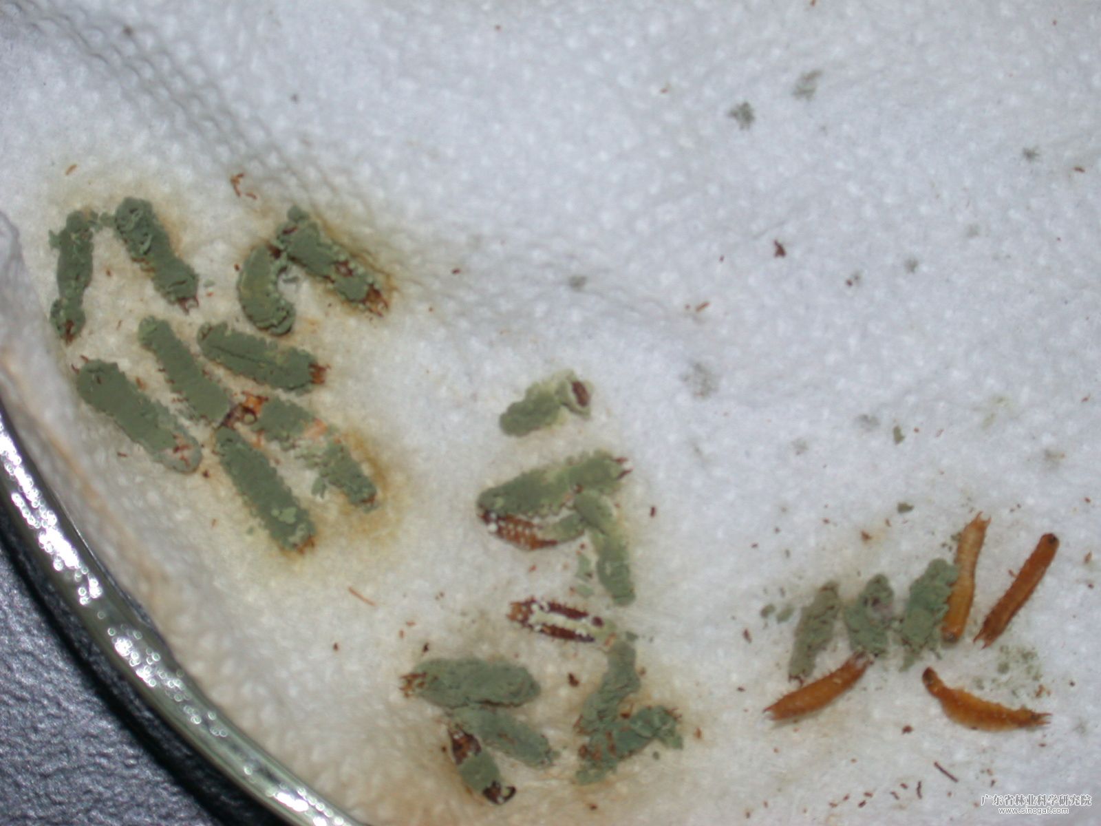  p>椰心叶甲(学名: i>brontispa longissima /i>)是金龟子科,叶甲虫属