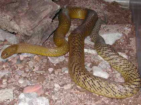  p>细鳞太攀蛇,俗称 a href="#" data-lemmaid="1642804">内陆太攀蛇 