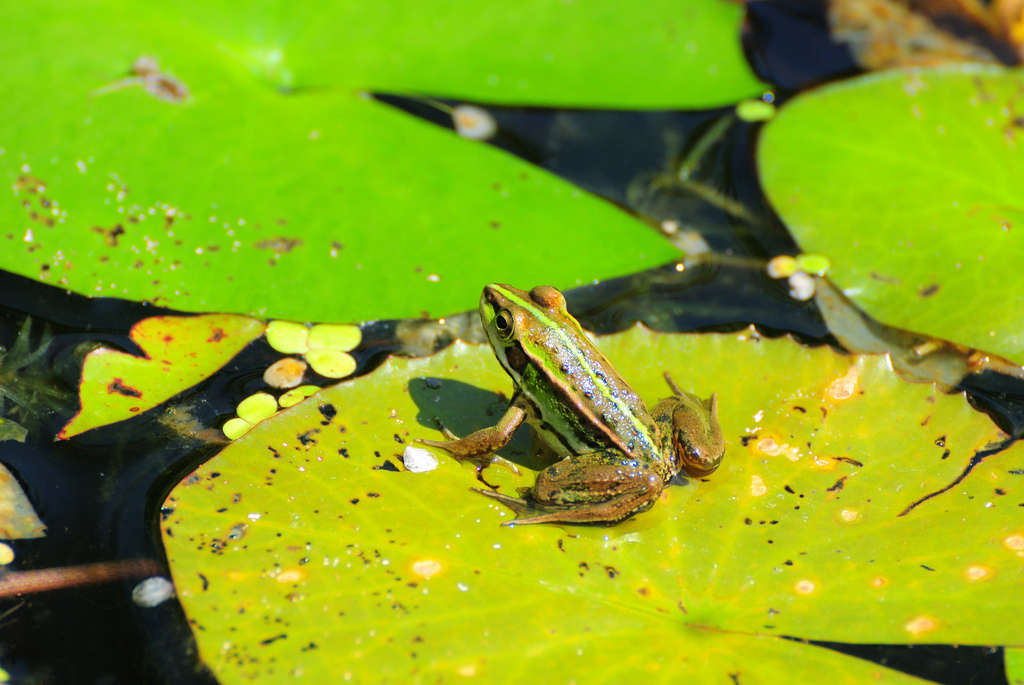  p>金线蛙是指 a href="#" data-lemmaid="8595889">金线侧褶蛙 /a>种