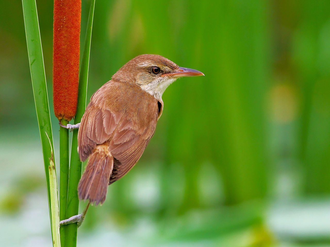  p>芦蝈蝈学名大苇莺,俗称大苇扎,苇串儿及芦蝈蝈.