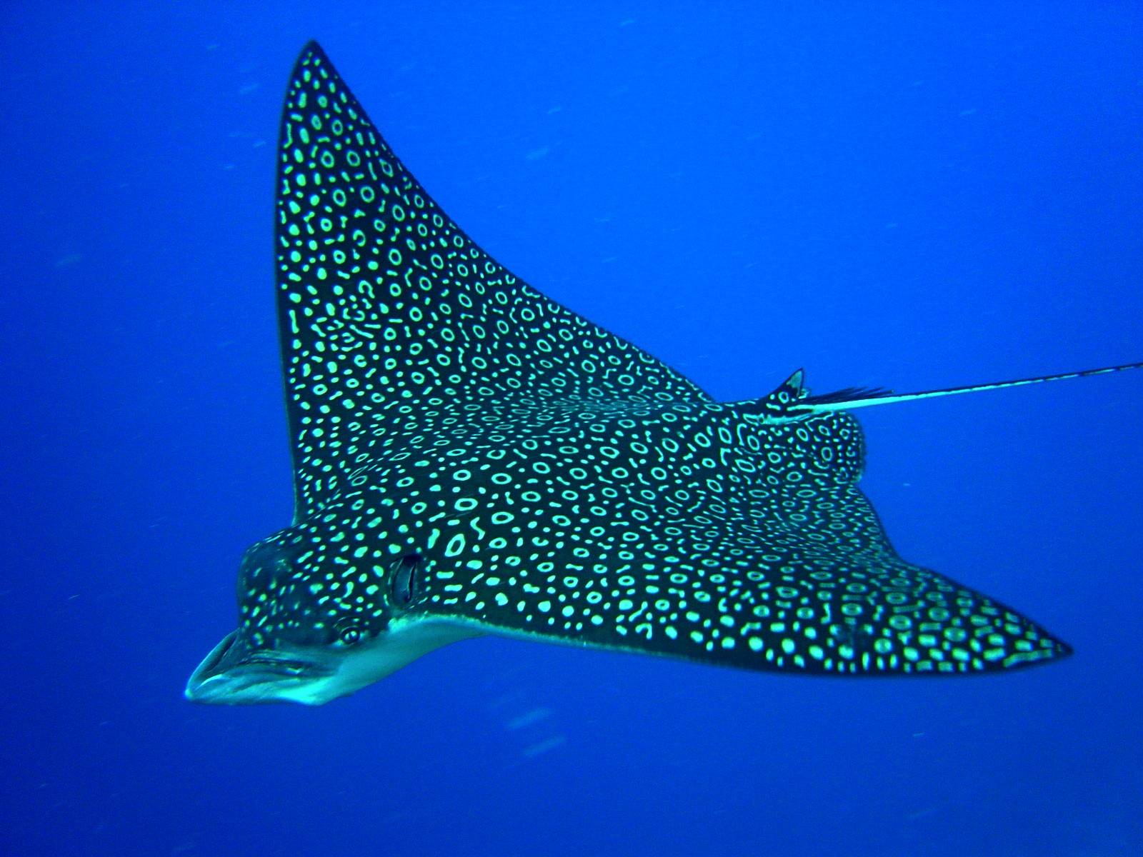  p>斑点鹞鲼(学名: i>aetobatus narinari /i>)是鹞鲼科,鹞鲼属的一种