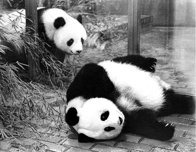 首对作为和平使者的赴日大熊猫 天皇都是粉丝 死后民众戴纱哀悼_百科TA说