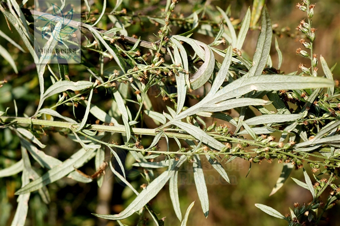  p>南艾蒿, a href="#" data-lemmaid="229000">被子植物门 /a>, a