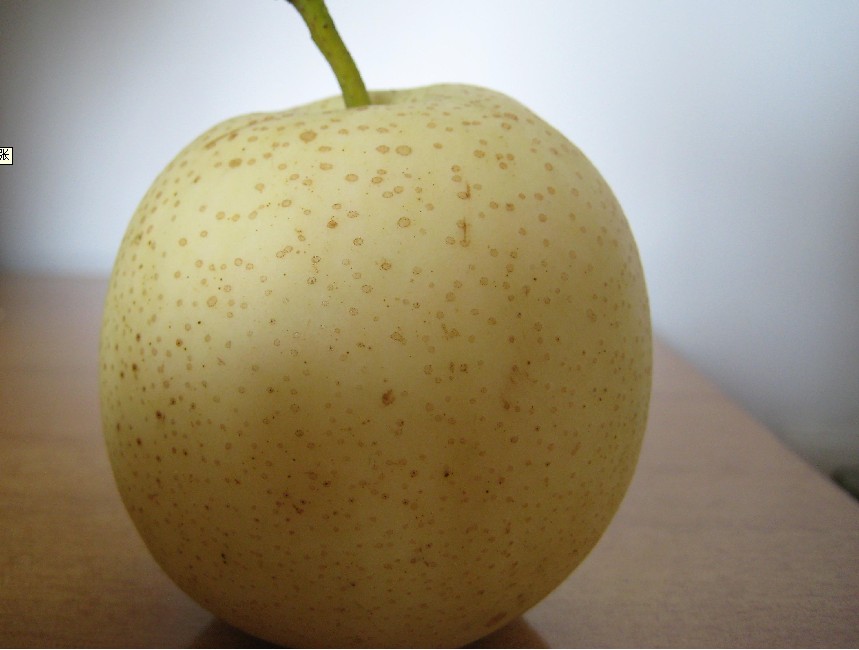  p>白梨(拉丁学名: i>pyrus bretschneideri  /i>rehd.